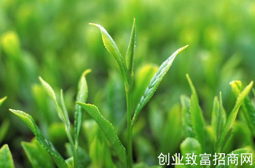 四川三溪香茗采摘今年的第一批早春茶
