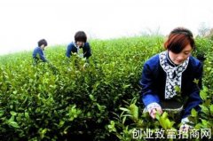 温州永嘉县“乌牛早茶”带动农户增收