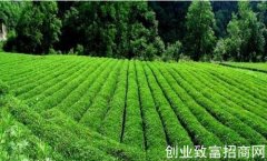 四川雅安大力发展茶产业