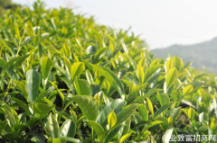 陕西新修订《紫阳富硒茶标准综合体》助推茶产