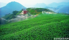 贵州安顺小茶叶“大能量” 带动人民走致富路