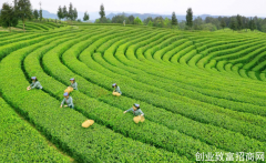 广元：春茶量产8000余吨 综合产值40亿元以上