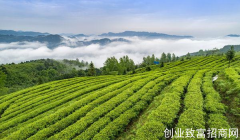 第13届贵州茶产业博览会开幕