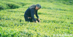 湖南祁东县谷雨前忙采茶