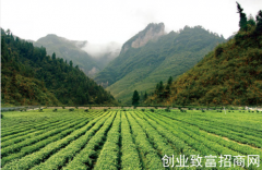 第五届中国古丈茶旅文化节