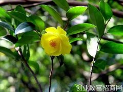 发现“茶族皇后”处于极度濒危状态