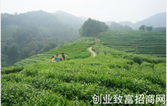 茶叶资讯：“小茶叶” 助力常州茶产业加速奔跑