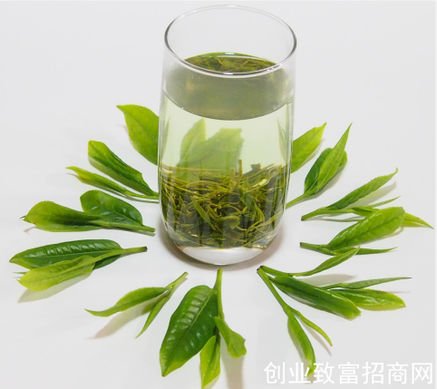 宁德霞浦：茶好自俏