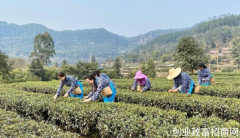 四川荣县：成立荣县茶产业协会