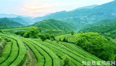 云南基诺山茶香飘四海