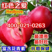 苹果栽培技术