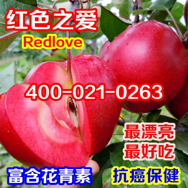 红色之爱苹果