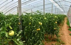 西红柿高产高效栽培新技术