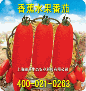 香蕉水果番茄大棚高产栽培技术