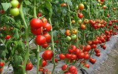 反季节番茄无公害高产栽培技术