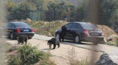 青海一女牧民被棕熊从帐篷内叼走咬死 警方击毙