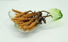 鹿茸虫草酒