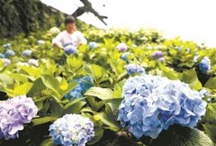 河北唐山“鲜花经济”促增收