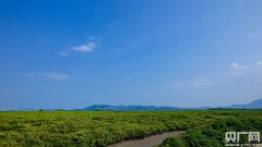 广东加强海岸线分类保护 海洋生态持续变好