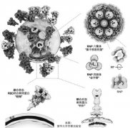 张伯礼李兰娟齐点赞 新冠病毒完整结构图到底多