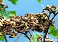 拐枣泡酒