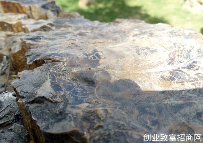 我为什么支持张芒果维权