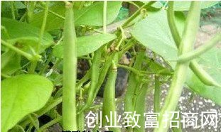 九节鞭菜豆