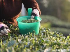 2020年中国茶叶农业产值已突破2500亿元