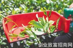 茶叶资讯：海垦茶企探索引入机械采摘提速增效