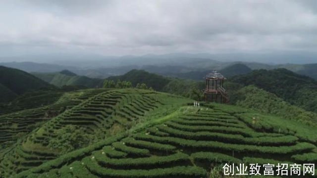 茶叶种植基地