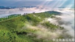 黔南推进茶旅融合高质量发展让茶山变金山