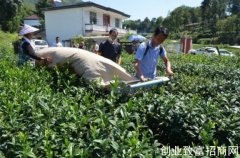 潜山市：茶产业提质增效