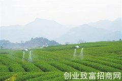 无人机入茶园显身手除虫喷洒作业