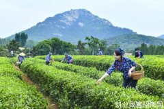 临沭县春山茶场：打造南茶北引科普示范园区