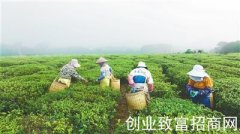 海垦“白沙”绿茶早春茶开采