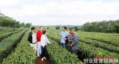 国家级茶叶审评专家考察白石溪茶产业