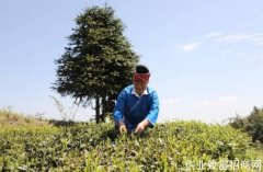 贵州台江：春茶采摘开启美丽乡村“茶经济”
