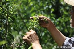 走品牌路线成产业化，崇州这个村的种茶“致富