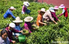 振兴乡村|丰都：打造茶叶产业园 促进村民增收致