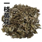 朱良春对一枝黄花、茜草、牵牛子的用药经验